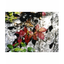 Virginia Creeper t-shirts