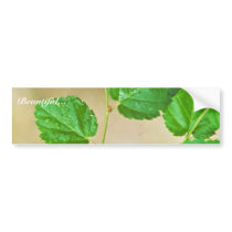 Virginia Round-leaf Birch Bumper Sticker