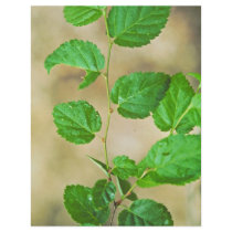 Virginia Round-leaf Birch Flyer