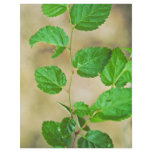 Virginia Round-leaf Birch flyers
