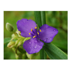 Virginia Spiderwort Flower postcard