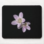 Virginia Springbeauty