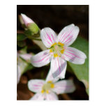 Virginia Springbeauty Postcards