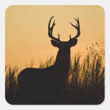 virginianus blanco-atado del Odocoileus de los cie Calcomania Cuadradas Personalizada