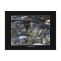"Vision Quest" Grey Wolf Post Card postcards by WILDERNESS_SHOP "Vision Quest" Grey Wolf Post Card postcards