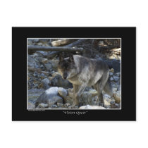 "Vision Quest" Grey Wolf Post Card postcards