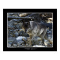 "Vision Quest" Wolf Poster posters