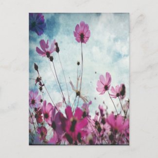 Visions In Pink Floral Design postcard