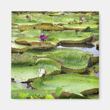 Vitoria Regis, giant water lilies in the Amazon Magnets