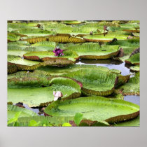 Vitoria Regis, giant water lilies in the Amazon