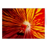 Vitraux feu cards