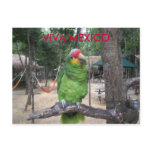 Viva Mexico postcards