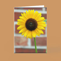 Vivian's Sunflower cards