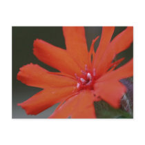 Vivid Color Orange Flower Photo Postcard