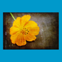 Vivid Cosmos in Orange posters