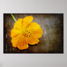 Vivid Cosmos in Orange Posters