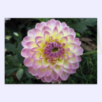 Vivid Lavender Creme Dahlia cards