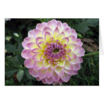 Vivid Lavender Creme Dahlia cards by charlesblack7 Vivid Lavender Creme Dahlia cards