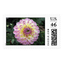 Vivid Lavender Creme Dahlia postage by charlesblack7 Vivid Lavender Creme Dahlia postage