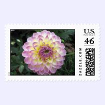 Vivid Lavender Creme Dahlia postage