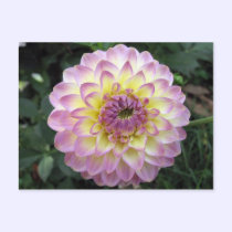 Vivid Lavender Creme Dahlia postcards