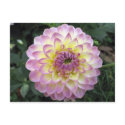 Vivid Lavender Creme Dahlia postcards by charlesblack7 Vivid Lavender Creme Dahlia postcards