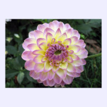 Vivid Lavender Creme Dahlia posters