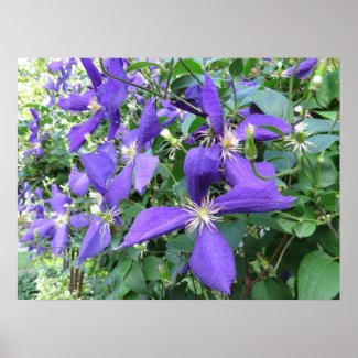 Vivid Purple Clematis Flowers