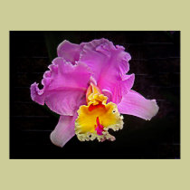 Vivid Purple Orchid posters