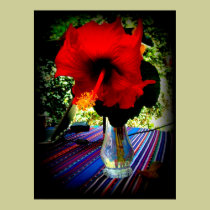 Vivid Red Hibiscus from Costa Rica posters