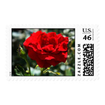 Vivid Red Rose US Postage Stamp