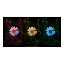 vivid trio posters