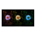 vivid trio posters