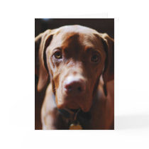 Vizsla - And they call it puppy love Card