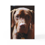 Vizsla - And they call it puppy love Card