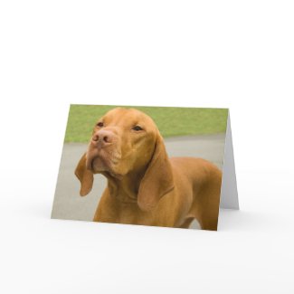 Vizsla card