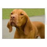 Vizsla Card