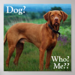 Vizsla - Dog?, Who?, Me?? Posters