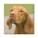 Vizsla magnet