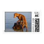 Vizsla Stamp