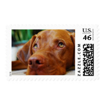 VIZSLA - stamp