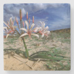 Vlei Lily (Nerine Laticoma) In Flower Stone Coaster