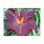 Volcanic Daylily Postcard Volcanic Daylily Postcard