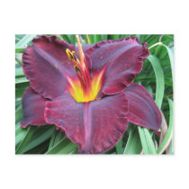 Volcanic Daylily Postcard postcards
