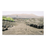 Volcanic Vineyard