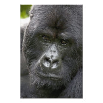 Volcanoes NP, Rwanda, Mountain Gorillas,