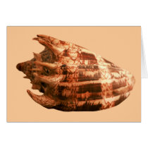 Volute Imperialis cards by roimim Volute Imperialis cards