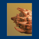 Volute Imperialis Postcards