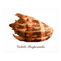 Volute Imperialis posters by roimim Volute Imperialis posters