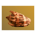 Volute Imperialis posters by roimim Volute Imperialis posters